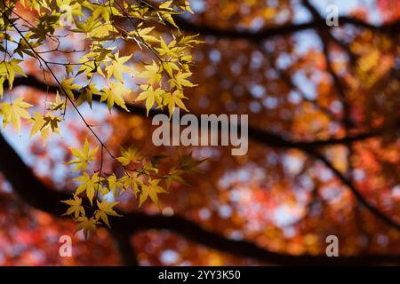 Le foglie di aceri giapponesi (Acer palmatum) diventano gialle e rosse in autunno. Kanagawa, Giappone. Foto Stock