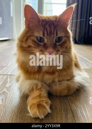 Questa immagine cattura un bellissimo primo piano di un gatto zenzero che sdraia con grazia su un pavimento in legno lucido. La luce solare invernale naturale che filtra Foto Stock