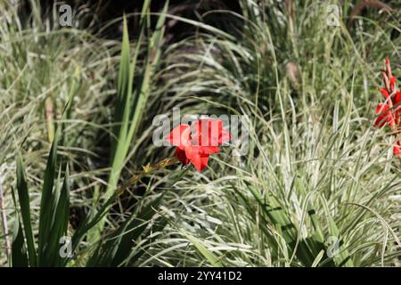 il rosso brillante fiorisce coraggiosamente in erba e paglia Foto Stock