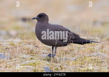 Parassita Jaeger (Stercorarius parasiticus), adulto morfo scuro in piedi a terra, regione meridionale, Islanda Foto Stock