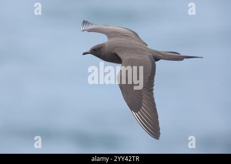 Jaeger parassita (Stercorarius parasiticus), morfo scuro adulto in volo, Regione meridionale, Islanda Foto Stock