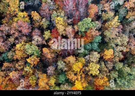 Vista dall'alto della vibrante tettoia autunnale nella foresta di Tosande, catturando la bellezza di alberi millenari di tasso tra un fogliame assortito. Foto Stock