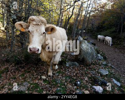 Una mucca curiosa guarda la macchina fotografica, con una piccola mandria sullo sfondo, nella millenaria foresta di tasso di Tosande, la regione montuosa di Palencia. Foto Stock