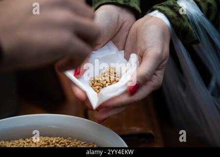 Le mani delle donne prendono grano in carta velina, primo piano. Rituale della Chiesa, liturgia. Foto Stock
