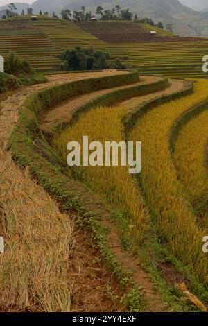 Vista panoramica delle verdeggianti risaie terrazze in Cambogia, con vivaci risaie verdi sullo sfondo di colline ondulate e paesaggi rurali, ideale per un soggiorno Foto Stock