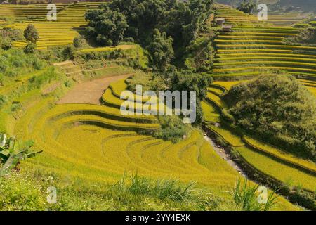 Lussureggianti terrazze di riso creano uno splendido paesaggio in Cambogia. I vivaci campi verdi si estendono attraverso le dolci colline, dimostrando la tradizione agricola Foto Stock