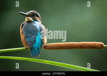 Questa immagine cattura un kingfisher arroccato elegantemente su un ramo, mostrando il suo vivace piumaggio blu e arancione su un morbido sfondo verde, incarnano Foto Stock