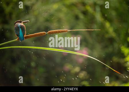 Un vibrante uccello kingfisher si trova graziosamente su alte canne, circondato da vegetazione lussureggiante e scintillanti goccioline d'acqua, catturando la serena bellezza di Foto Stock