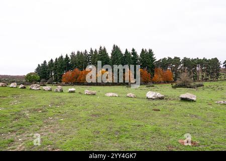 Un tranquillo paesaggio caratterizzato da un campo verde punteggiato di grandi pietre, che conduce a uno sfondo di alti alberi decidui sempreverdi e dalle sfumature autunnali sotto un Foto Stock