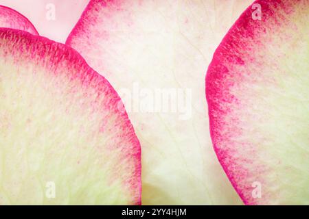 Foto macro dei delicati petali di un fiore di rosa, evidenziando le sottili sfumature di rosa e bianco. Foto Stock