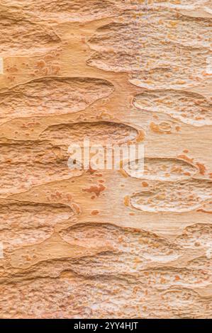 Vista ravvicinata della corteccia testurizzata di una betulla rossa cinese o Betula albosinensis, evidenziandone gli intricati motivi e colori. Foto Stock