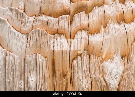 Dettaglio ravvicinato della corteccia testurizzata di una betulla rossa cinese o Betula albosinensis che mette in risalto i suoi motivi unici e le tonalità calde. Foto Stock