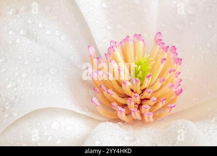 Dettagli macro di Magnolia salicifolia circondati da incontaminati petali bianchi e scintillanti gocce di rugiada, che mostrano texture delicate e un passato morbido Foto Stock