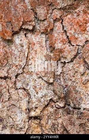 Vista dettagliata della corteccia testurizzata di un albero di faggio Roble, Nothofagus obliqua, nativo del Cile e dell'Argentina. Gli intricati motivi mostrano l'albero Foto Stock