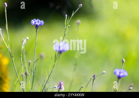I fiori blu si trovano sul verde prato estivo in una giornata estiva di sole, foto ravvicinate con una messa a fuoco morbida e selettiva. Fiordaliso. I Centaurea cyanus sono sopra la Light BL Foto Stock