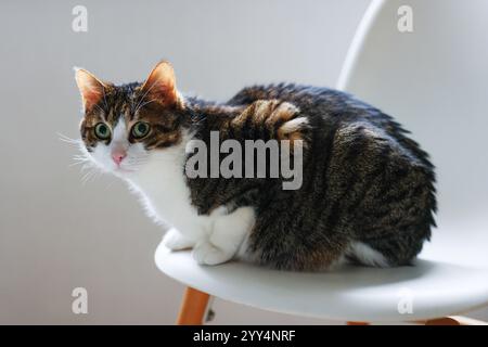 simpatico gatto da tabby bianco e grigio seduto su uno sfondo isolato. Copia spazio Foto Stock