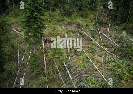 Vista aerea di alberi tagliati e paesaggi caduti nella foresta di pini dorati sul monte Zlatibor. Disastro naturale. Foto Stock