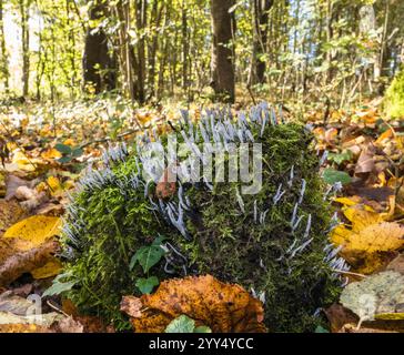 Candlesnuff Fungus Xylaria hypoxyion (Xylariaceae) cresce su un ceppo d'albero coperto di muschio. Herefordshire Inghilterra Regno Unito. Ottobre 2024 Foto Stock