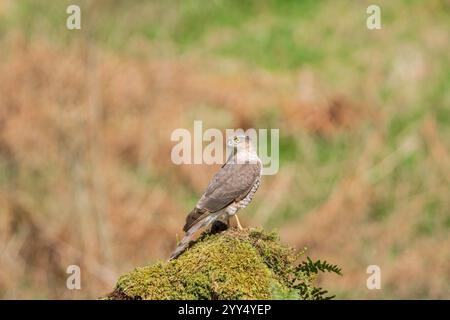 Femmina adulta Sparrowhawk (Accipiter nisus) arroccata sul ramo e guardando verso il cielo. Ringford Scozia Regno Unito. Aprile 2024 Foto Stock