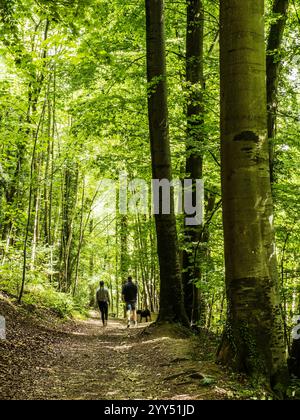 Due persone camminano con il cane lungo il sentiero conosciuto come Cotswold Way che attraversa Witcombe Wood vicino a Birdlip, Gloucestershire. Foto Stock