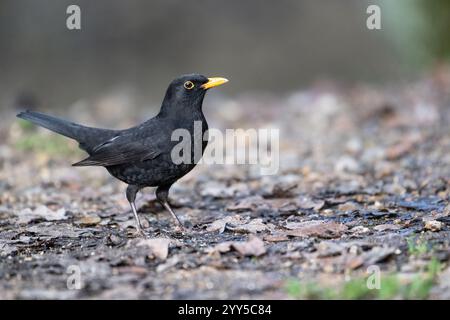 Uccello nero maschio (Turdus merula) che si forgia sul pavimento del bosco in inverno Foto Stock