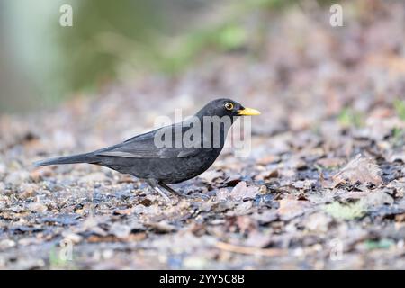 Uccello nero maschio (Turdus merula) che si forgia sul pavimento del bosco in inverno Foto Stock