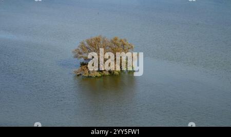Una tranquilla scena di un singolo albero di mangrovie su una piccola isola circondata da tranquille acque di mare, che enfatizzano la resilienza e la bellezza della natura. Perfetto Foto Stock