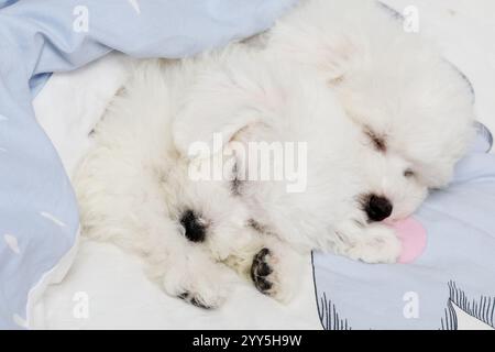 Cuccioli di Bichon Frise di due mesi che dormono nel letto Foto Stock