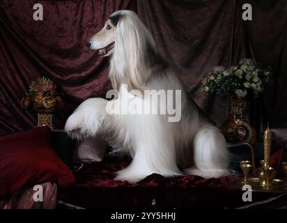 Bellissimo cane da cani afghani con zampe rialzate all'interno in stile arabo con fiori e frutta Foto Stock