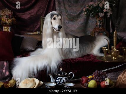 Cane da cane cane bianco afghano disteso sul tappeto in stile arabo con fiori e frutta Foto Stock