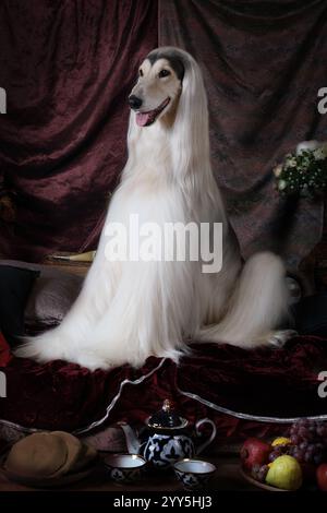 Cane da levriero afghano bianco seduto sul tappeto in stile arabo con fiori e frutta Foto Stock