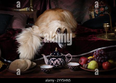 Cane da cani afghano (di quattro anni) sdraiato sul tappeto in stile arabo e guardando avanti Foto Stock