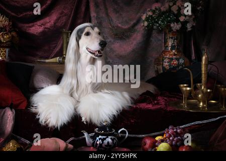 Cane da levriero afghano bianco di razza pura disteso sul tappeto in stile arabo con frutta e fiori Foto Stock