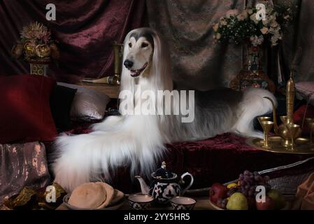 Cane da levriero afghano bianco di razza pura disteso sul tappeto in stile arabo interno Foto Stock