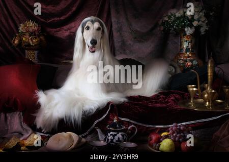 Cane da levriero afghano di razza bianca sdraiato sul tappeto in stile arabo con fiori e frutta Foto Stock