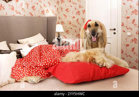 Cane da levriero afghano vestito con un vestito rosso e sdraiato sul letto in camera da letto Foto Stock