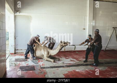 Macellazione di cammelli (halal), macello di Salalah, Dhofar, Oman, Asia Foto Stock