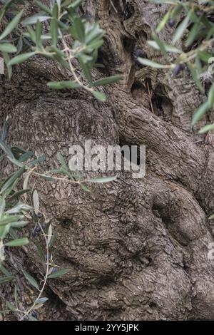 Tronco di un olivo molto antico (Olea europaea), Puglia, Italia, Europa Foto Stock