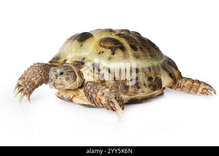 Foto studio di tartaruga di medie dimensioni isolata su sfondo bianco Foto Stock