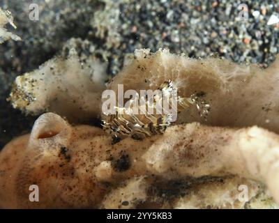 Piccolo pesce con motivo mimetico, leone nano zebra (Dendrochirus zebra) giovanile, su una spugna di mare, sito di immersione Puri Jati, Umeanyar, Bali, Indonesi Foto Stock