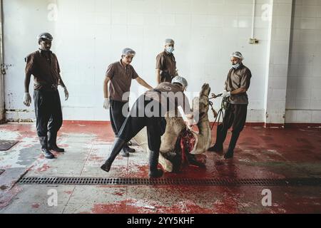 Macellazione di cammelli (halal), macello di Salalah, Dhofar, Oman, Asia Foto Stock