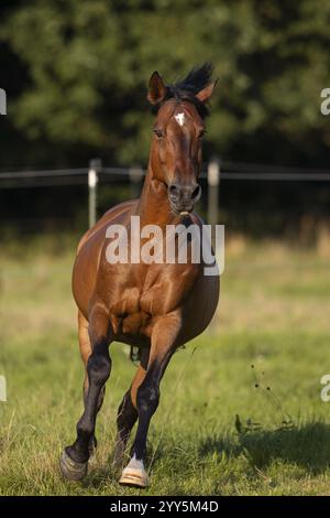 Gelding andaluso bruno galoppo nel prato, Germania, Europa Foto Stock
