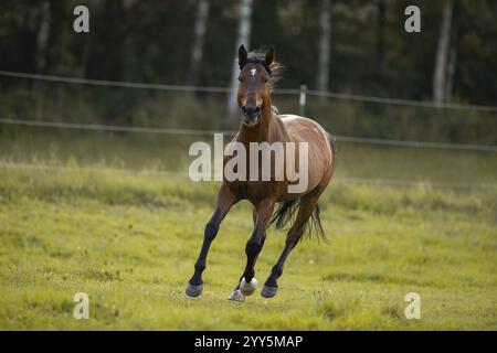 Gelding andaluso bruno galoppo nel prato, Germania, Europa Foto Stock