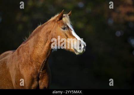 Ritratto di Haflinger gelding in autunno sul pascolo, Austria, Europa Foto Stock
