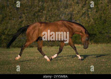 Quarto di cavallo gelding alla luce della sera al pascolo, Austria, Europa Foto Stock