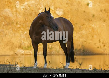 Quarto di cavallo gelando alla luce della sera al lago, Austria, Europa Foto Stock