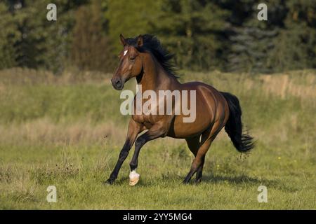 Gelding andaluso bruno galoppo nel prato, Germania, Europa Foto Stock