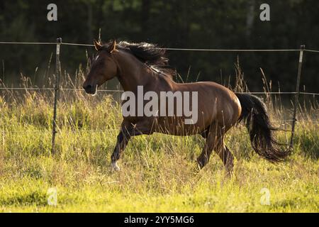 Gelding andaluso bruno galoppo nel prato, Germania, Europa Foto Stock