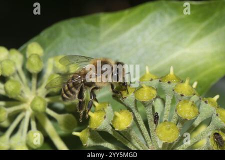 Ape di seta d'edera con ali aperte sedute su fiori d'edera che guardano a destra Foto Stock