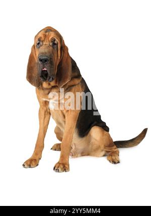 Cane Bloodhound di un anno e mezzo isolato su sfondo bianco Foto Stock